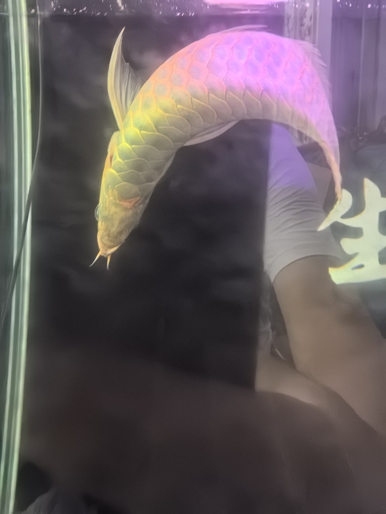 銀龍魚用什么顏色的燈光（銀龍魚適合使用什么燈光）