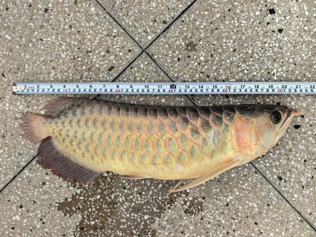 銀龍魚用什么顏色的燈光（銀龍魚適合使用什么燈光）