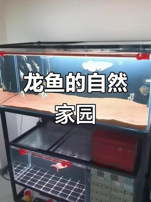 龍魚配魚的市場價格是多少？ 龍魚配魚的市場價格是多少？ 2025長城杯龍魚大賽 第10張