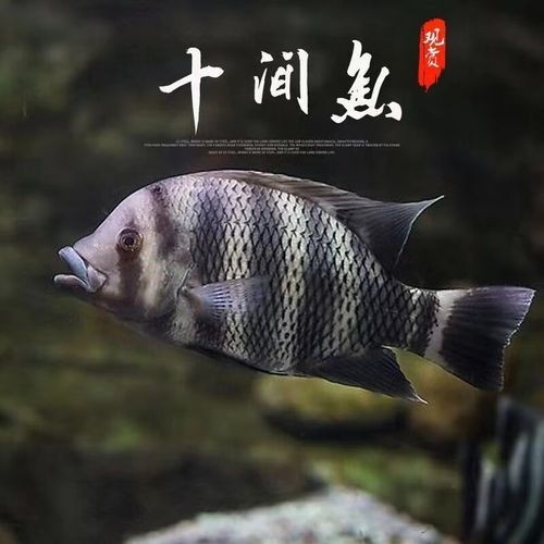 龍魚配魚的市場價格是多少？ 龍魚配魚的市場價格是多少？ 2025長城杯龍魚大賽 第3張