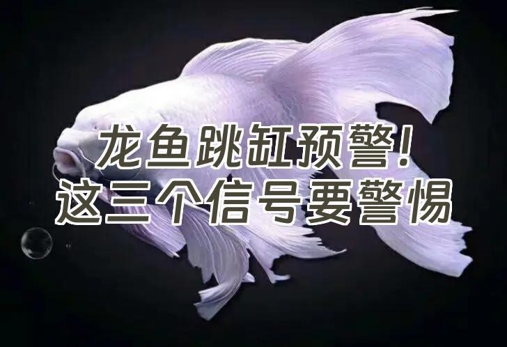 龍魚跳缸的七大預兆