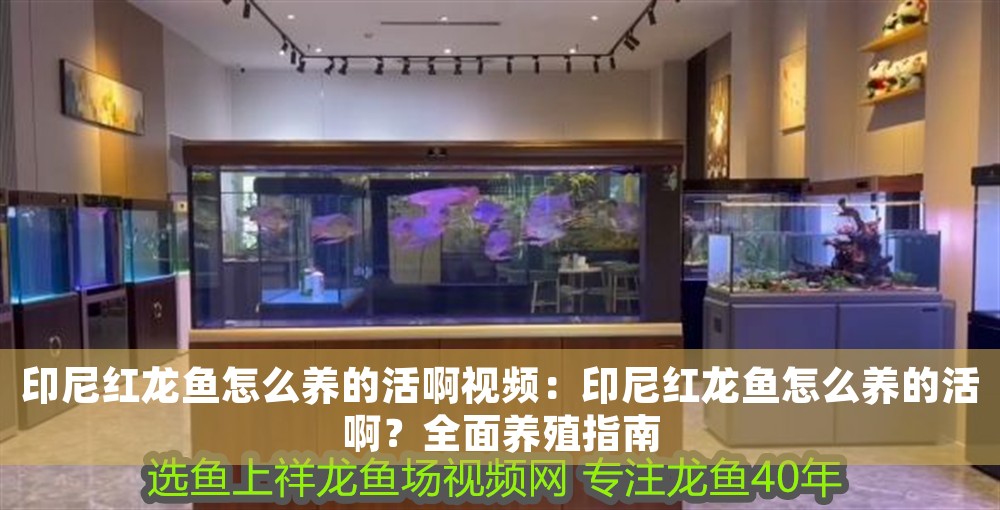 印尼紅龍魚怎么養的活啊視頻：印尼紅龍魚怎么養的活啊？全面養殖指南
