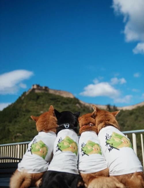 哪些長(zhǎng)城段允許寵物進(jìn)入？