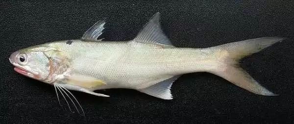 福建十大名魚排名