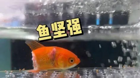 魯偉學(xué)長養(yǎng)魚記