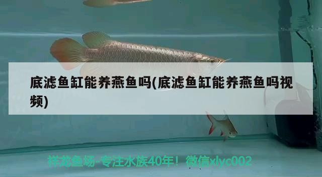濮陽市華龍區(qū)中原花卉田記水族生活館