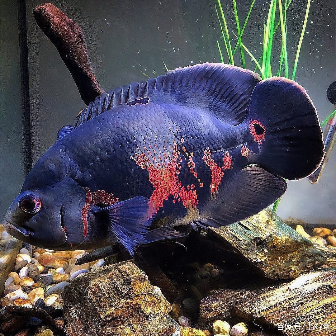 地圖魚最貴三個品種