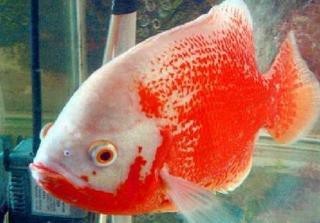 地圖魚最貴三個品種
