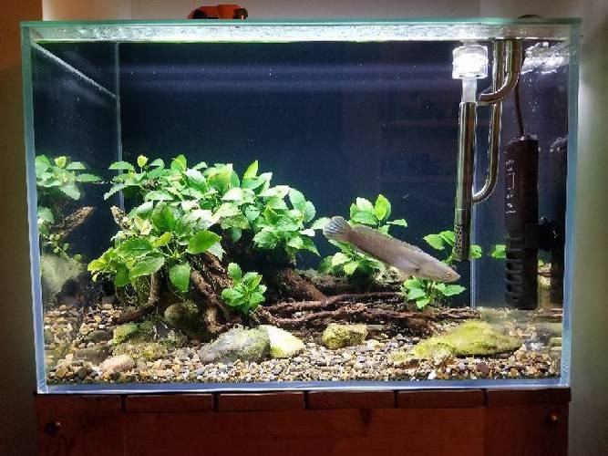 哪些水草對龍魚無害