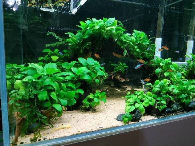 哪些水草對龍魚無害