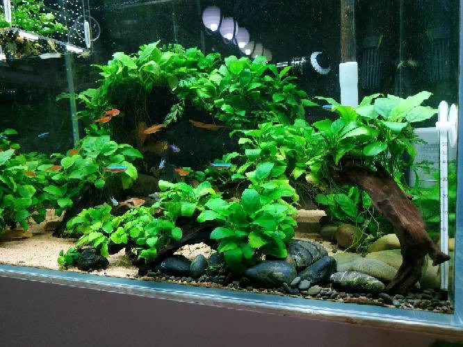 哪些水草對龍魚無害