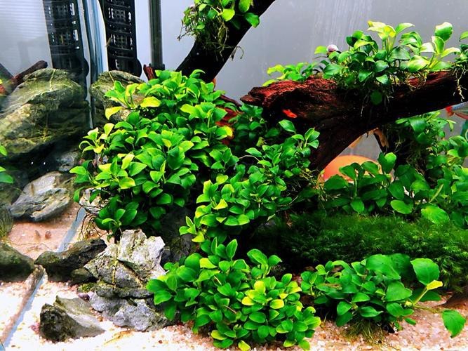 哪些水草對龍魚無害