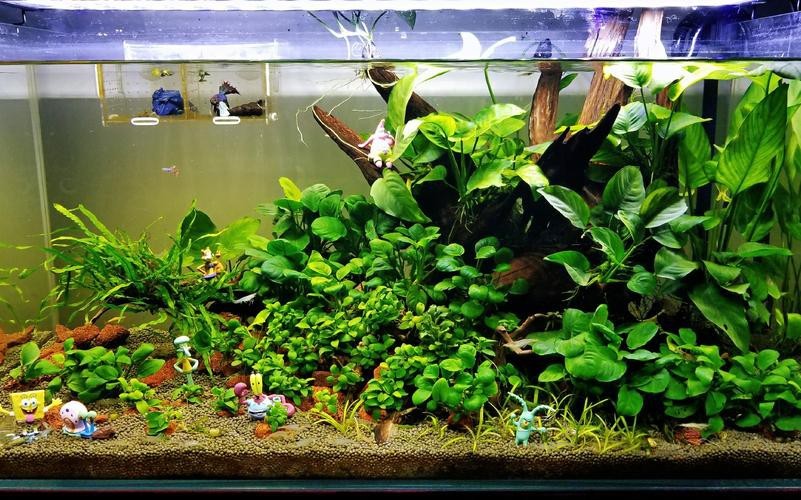 哪些水草對龍魚無害