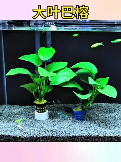 哪些水草對龍魚無害