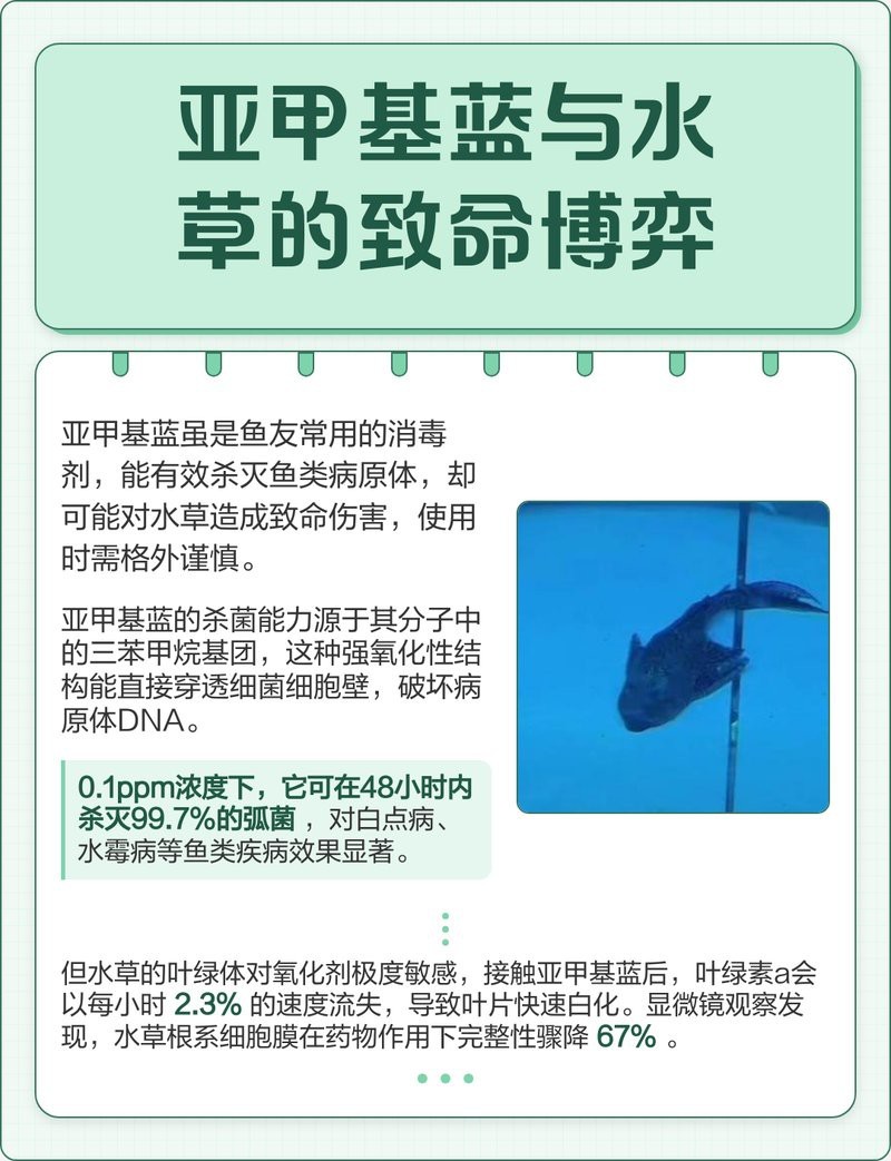 哪些水草對龍魚無害