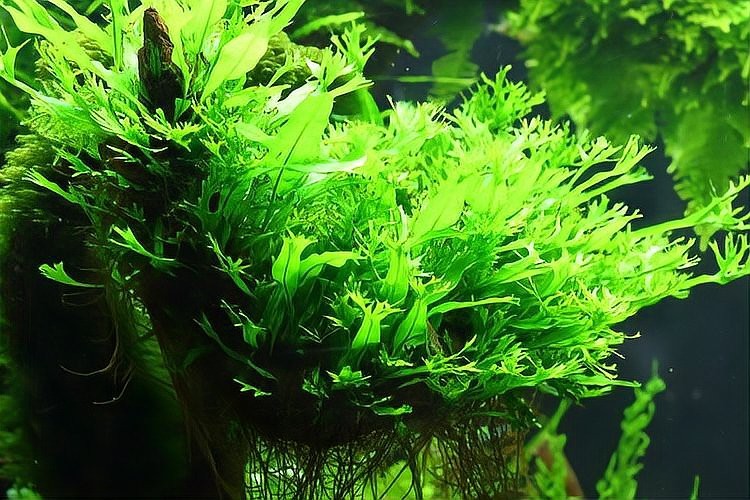 哪些水草對龍魚無害