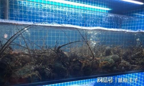 非凡魚缸的選購指南：非凡魚缸價格因型號和配置的不同而有所差異