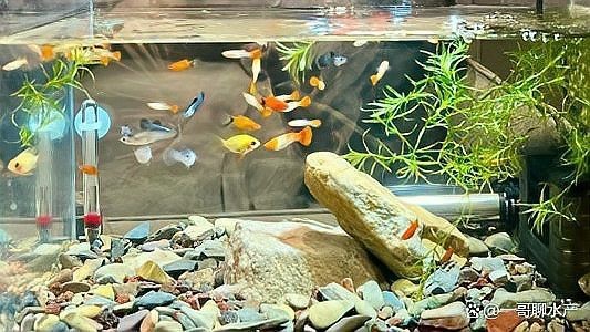 孔雀魚缸水渾濁原因和解決方案