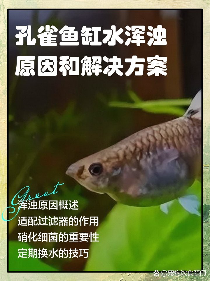 孔雀魚缸水渾濁原因和解決方案