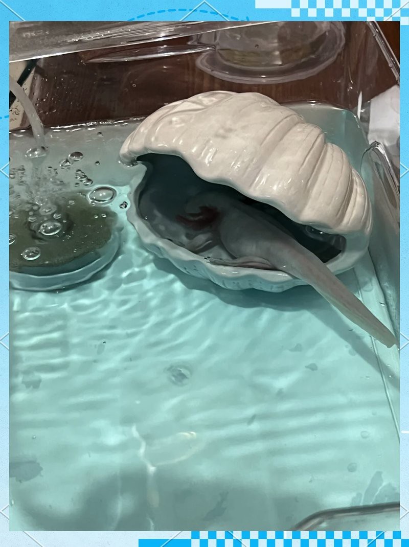 治療六角恐龍水霉病需要多久？