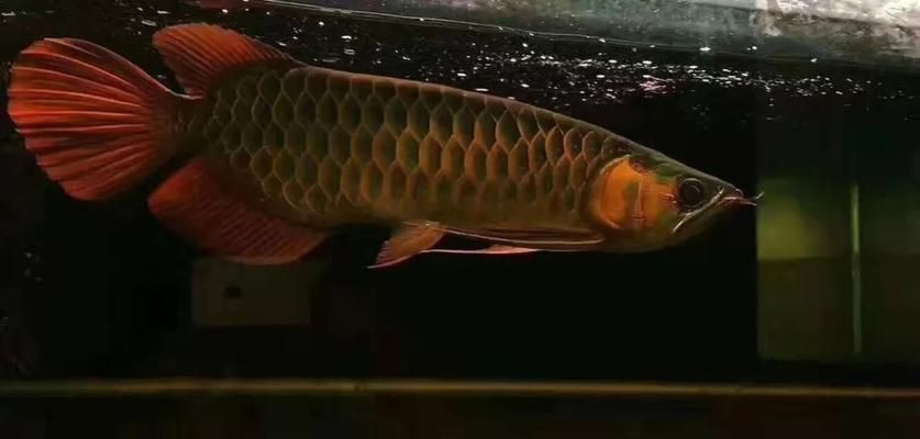 紅龍魚鱗片怎么看幾排的：關于紅龍魚鱗片觀察的一些詳細信息