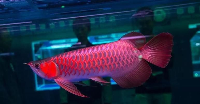紅龍魚鱗片怎么看幾排的：關于紅龍魚鱗片觀察的一些詳細信息