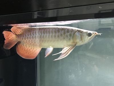 龍魚之巔論壇app：龍魚之巔論壇app安卓版下載