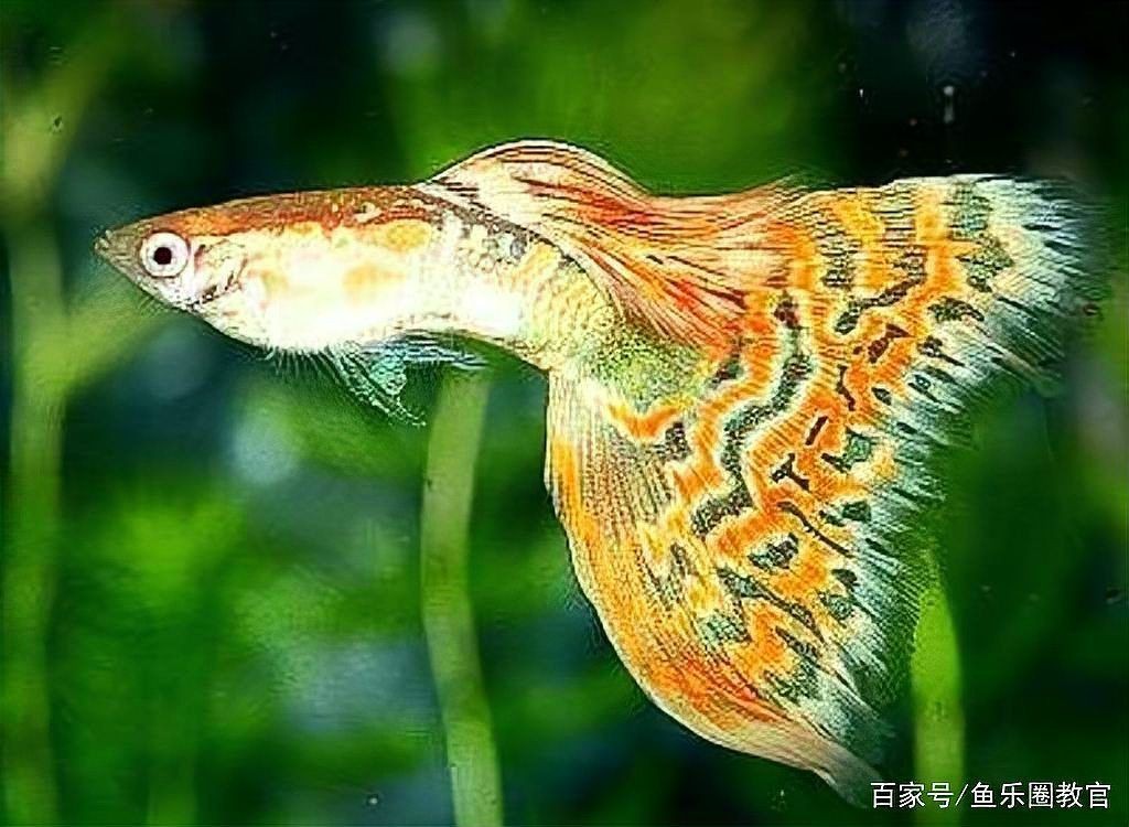 觀賞魚大全200種