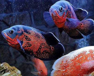 觀賞魚大全200種