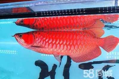 紅龍魚都是過背嗎：根據搜索結果，紅龍魚的背部鱗片并不都是過背的