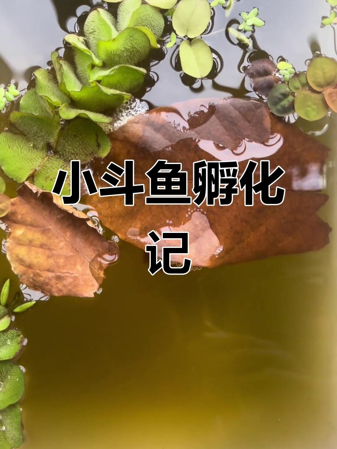 孵化期間需要多久換一次水？