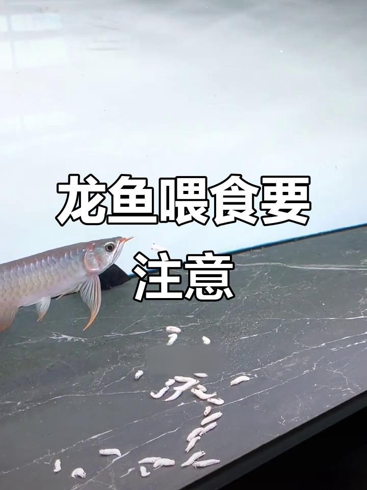 紅龍魚吃蝦時需要注意什么？