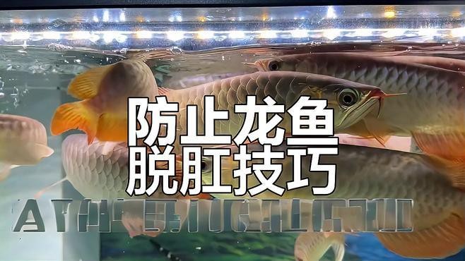紅龍魚吃蝦時需要注意什么？