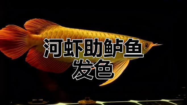 紅龍魚吃蝦時需要注意什么？