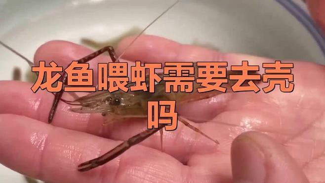 紅龍魚吃蝦時需要注意什么？