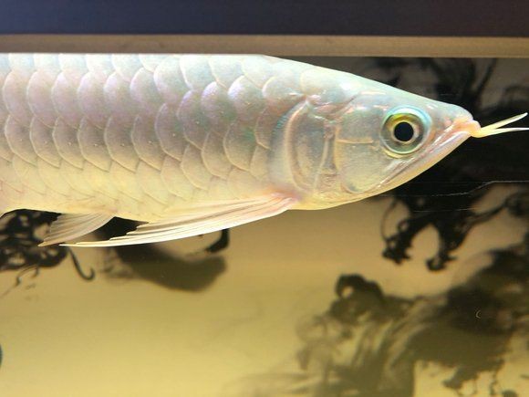 紅龍魚吧論壇最新消息