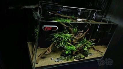 魚(yú)缸鼠魚(yú)的作用：關(guān)于魚(yú)缸鼠魚(yú)的介紹