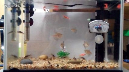 魚(yú)缸鼠魚(yú)的作用：關(guān)于魚(yú)缸鼠魚(yú)的介紹