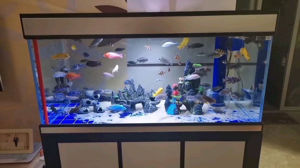 魚缸安裝增氧機的方法：小型魚缸增氧泵怎么安裝小型魚缸增氧泵怎么安裝