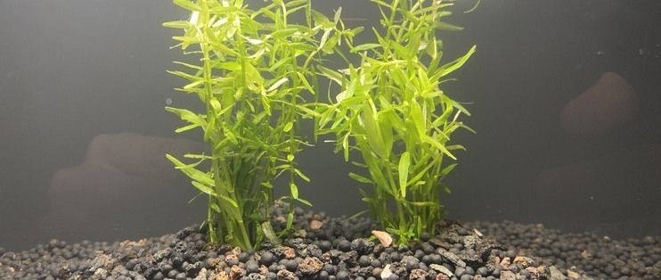 龍魚晚上跳缸是兇是吉？（龍魚晚上跳缸意味著什么？）