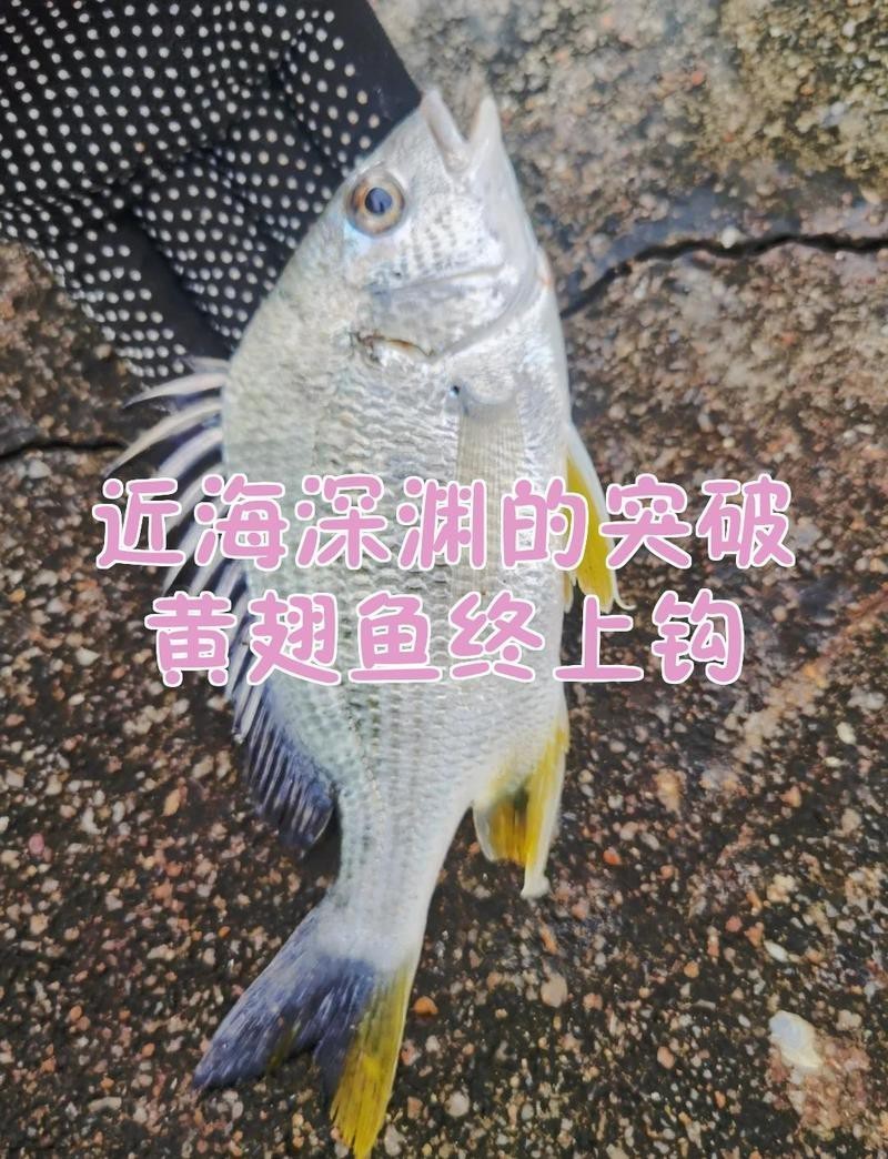 福建新鮮海捕黃翅魚