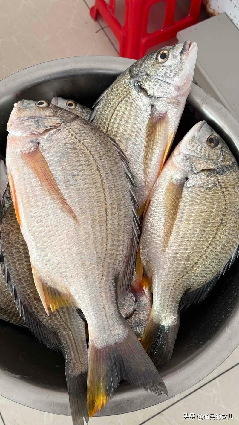福建新鮮海捕黃翅魚