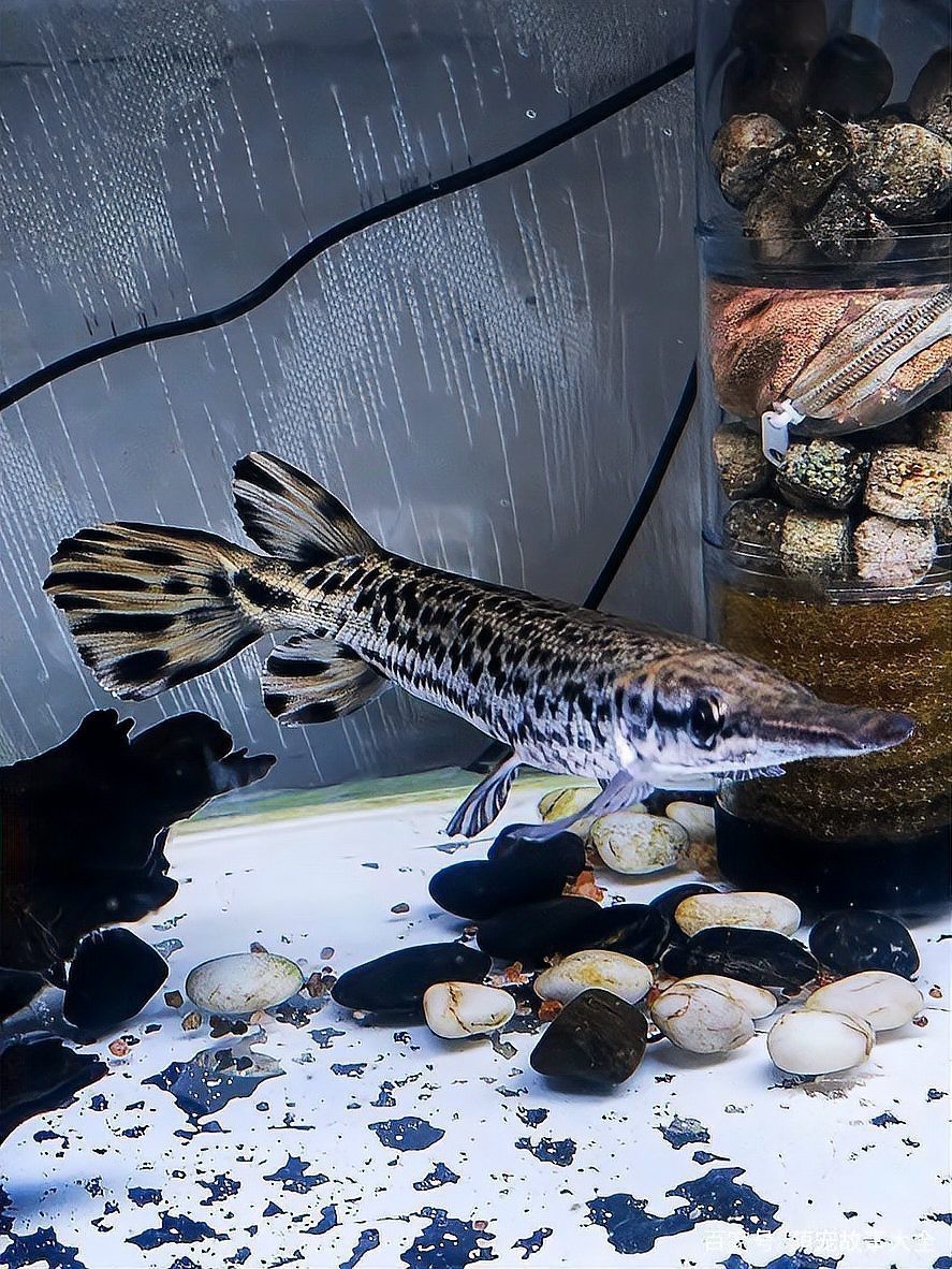 龍魚不養(yǎng)了應該怎么處理？