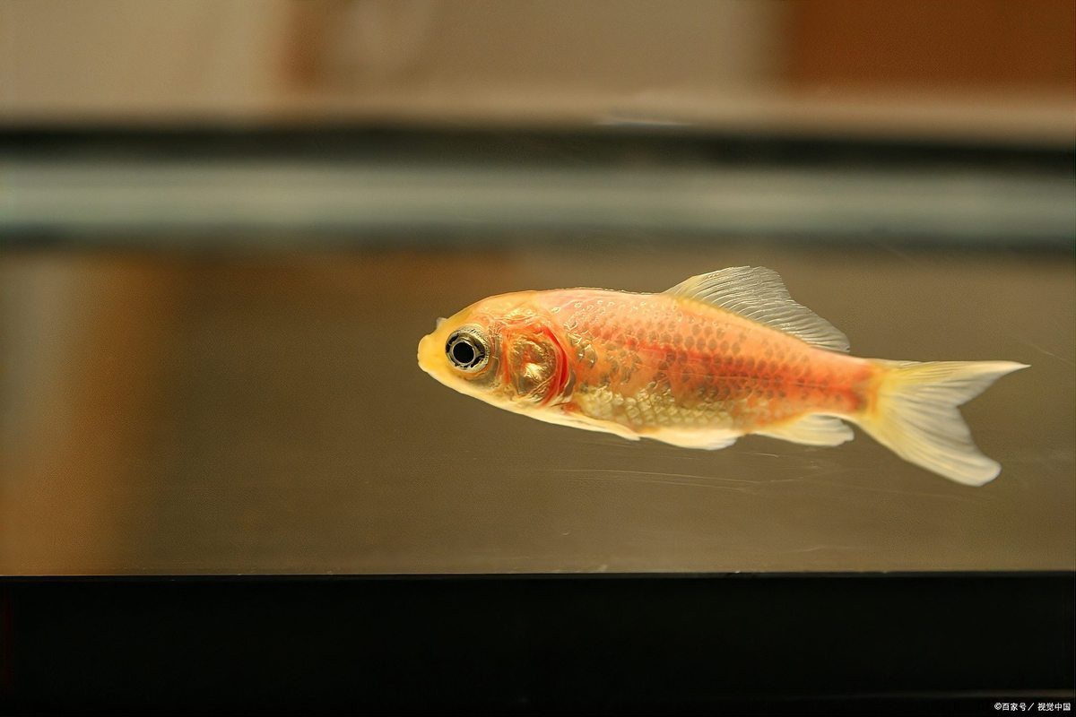 龍魚不養(yǎng)了應該怎么處理？