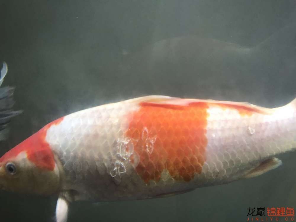 龍魚鰭開叉怎么回事（龍魚鰭開叉可能由多種因素引起，可能是多種因素引起）