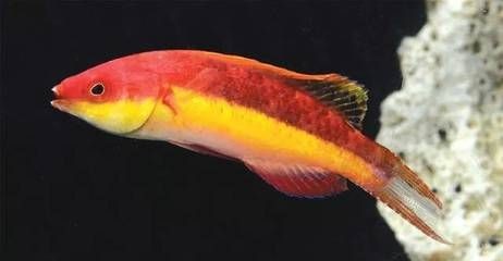 龍魚鰭開叉怎么回事（龍魚鰭開叉可能由多種因素引起，可能是多種因素引起）