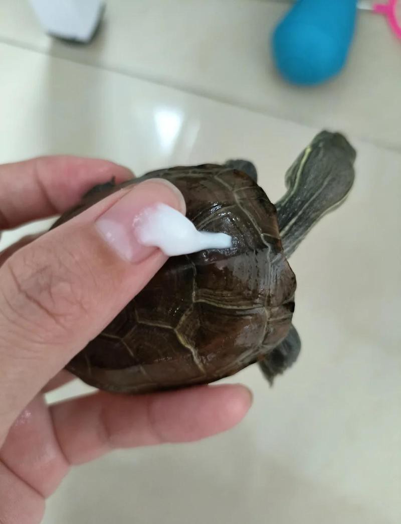 母子龍龜如何清潔和保養？