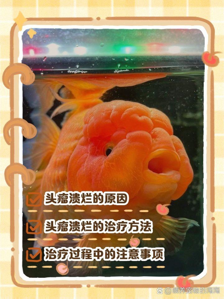 觀賞魚頭部腐爛