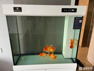 可麗愛魚缸怎么樣？（可麗愛魚缸怎么樣）