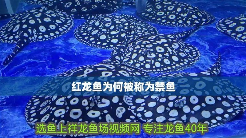 紅龍魚為何被國家禁養了